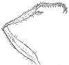 Pilose femur, tibia and tarsus of foreleg with cilia-covered spur Pogonomyrmex maricopa