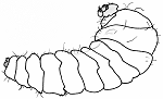 Drawing of an ant larva