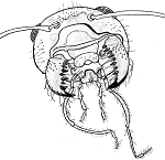 Drawing of an ant mouth