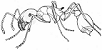 Drawing of a Pogonomyrex
