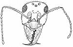 Drawing of an ant