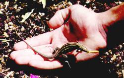 Photo of a Whiptail Lizard in a human hand.